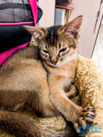 Аббисинская кошка, фотография 1