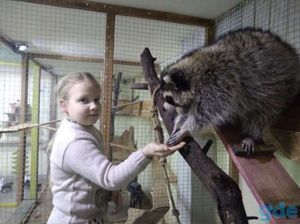 Продаётся енот девочка, фотография 5