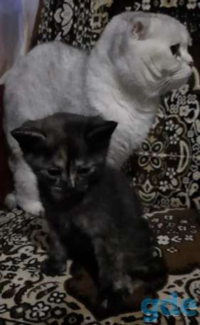 Шотландская кошечка, фотография 4