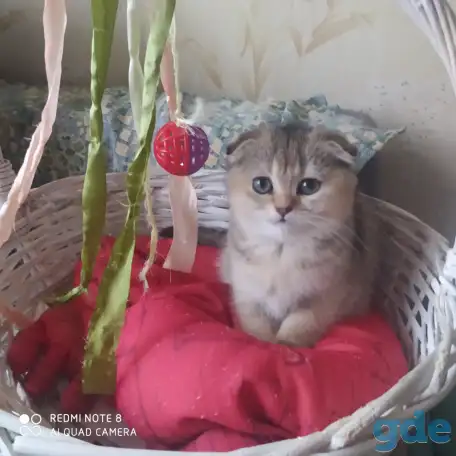 Шотландские котята золотая шиншилла. Договорная, фотография 4