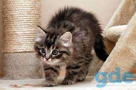 Отдам котят в ответственные и порядочные семьи., фотография 4
