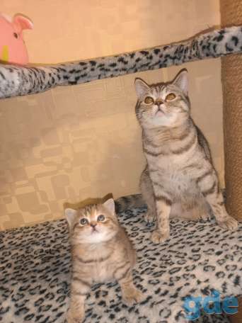 Шотландский котенок, фотография 6
