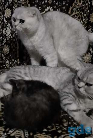 Шотландская кошечка, фотография 3