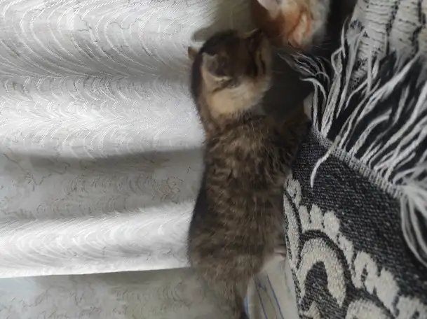 Котята. Даром. Срочно!!!, фотография 3