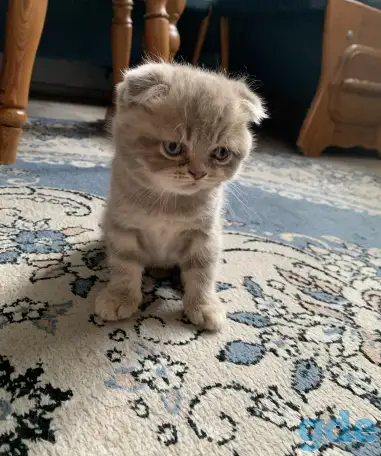 Шотландские котята, фотография 8