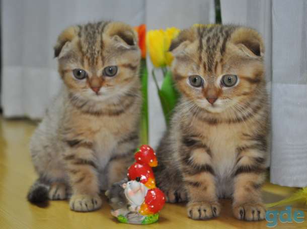 Шотландские котята, фотография 2