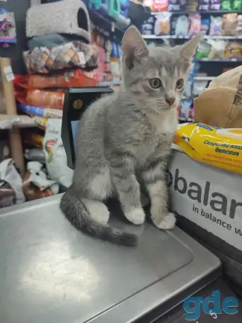 Котенок в дар, фотография 3