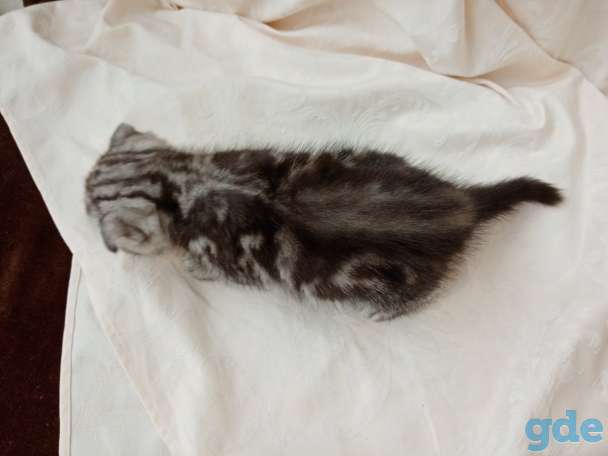 Продаю вислоухих шотландских котят, фотография 3