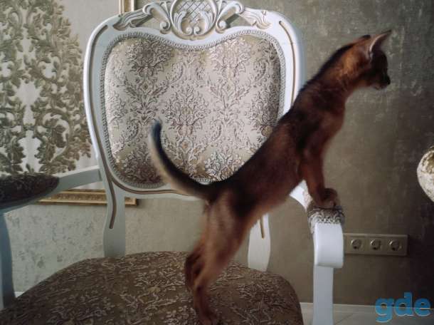 Абиссинский котёнок, фотография 3