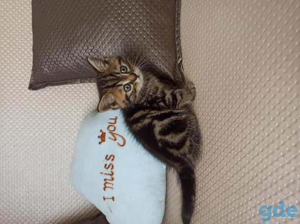 Продам британских котят, фотография 5