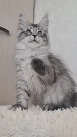 Котята Мейн-кун, фотография 2