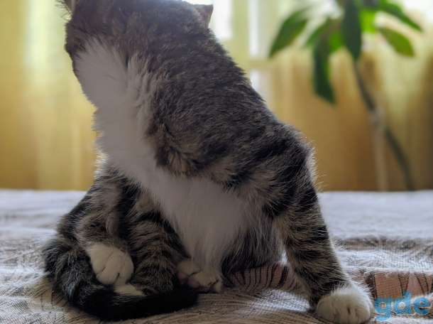 Котёнок в дар!, фотография 5