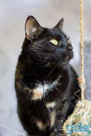 Котенок ищет дом, фотография 2