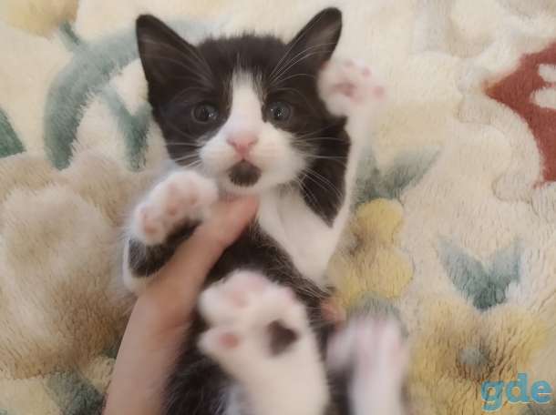 Котенок в дар, фотография 5