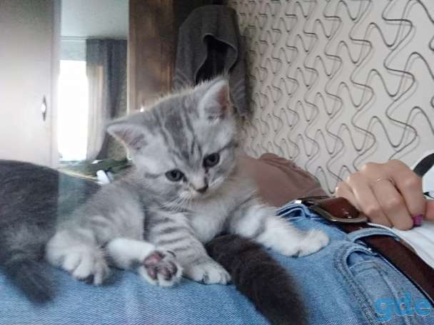 Шотландские котята, фотография 1