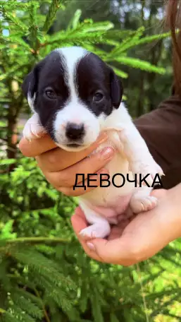 Продам щенков Джек Рассел терьера, фотография 2
