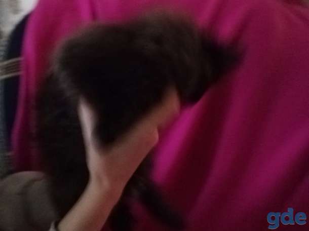 Котята, фотография 1