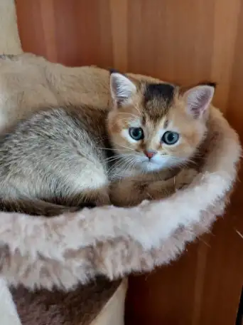 Шотландский котенок золотая шиншилла, фотография 2