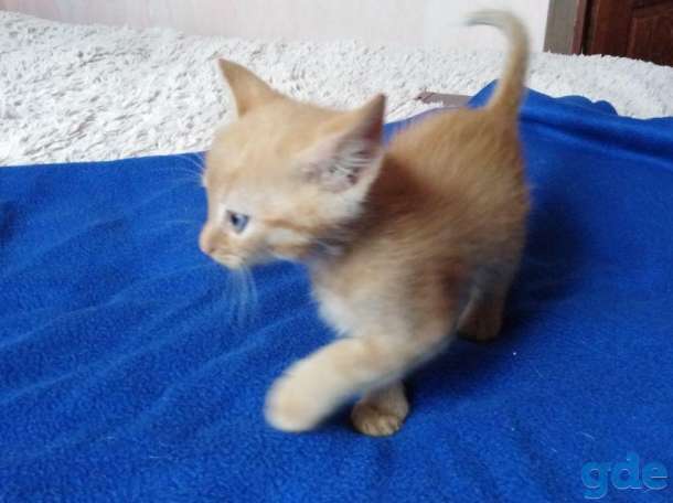 шотландские котята, фотография 6