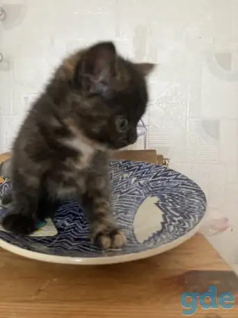 Котята Британской кошки, фотография 4