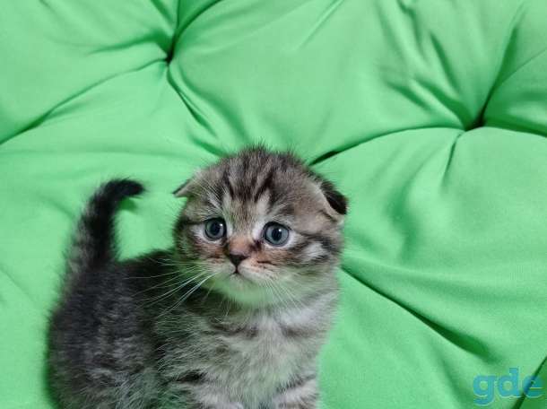 Шотландский вислоухий котенок, фотография 9