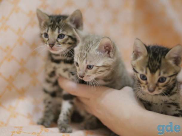 бенгальские котята, фотография 3