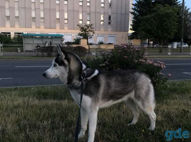 Продаётся высокопородный щенок хаски, фотография 5