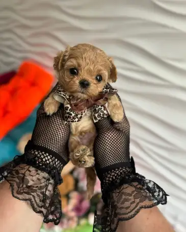 мини мальтипу ф1 девочка и мальчик  maltipoo f1 girl, фотография 8