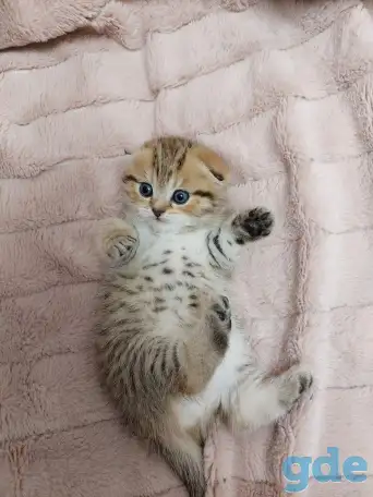 Шотландские котятя, фотография 6