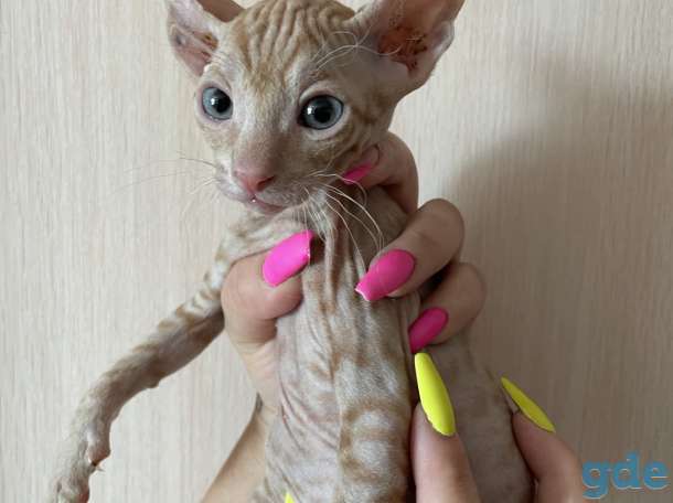 Продам котят Донского сфинкса (БРАШ), фотография 3