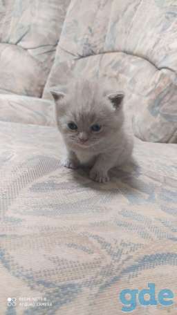 Британские котята, фотография 7