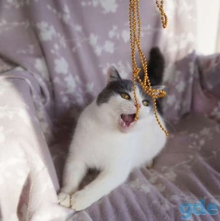 Милашик Сёма, фотография 2