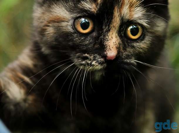 Британский котенок черепахового окраса, фотография 2