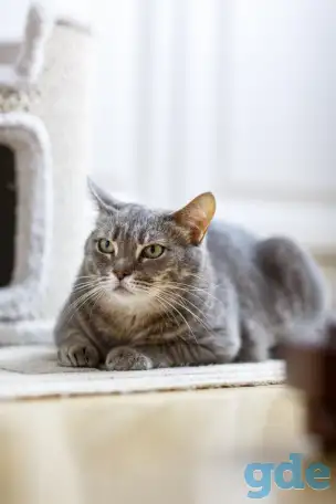 Серая полосатая кошка Эльза в дар!, фотография 6