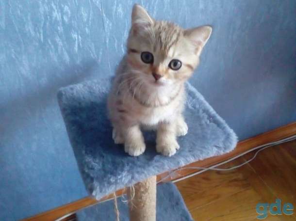 Продажа шотландских котят, фотография 2