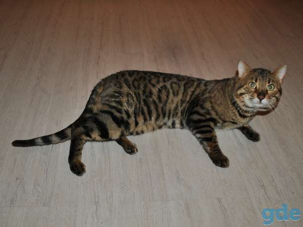 Бенгальский кот вязка, фотография 4
