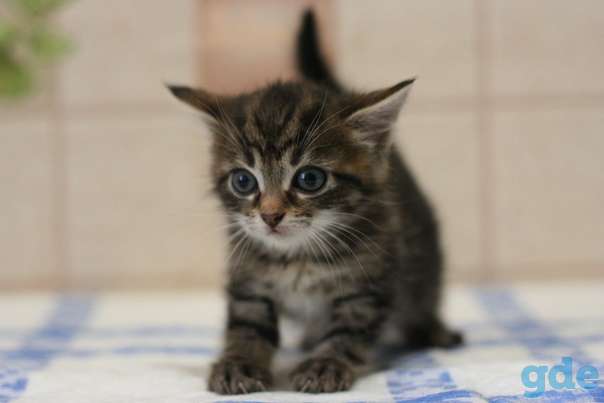 Котенок ищет дом, фотография 3