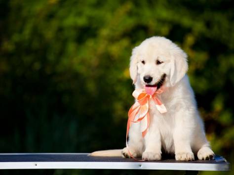 Щенки золотистого ретривера, фотография 11