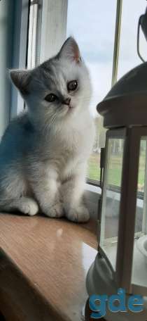 Котята, фотография 1