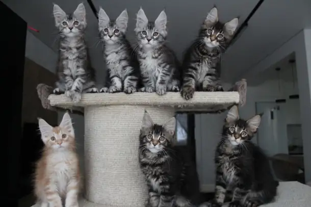 Котята мейн кун!, фотография 3