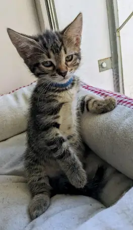 котенок, фотография 2