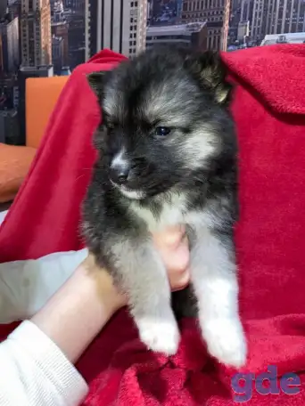 Продам щенка, фотография 1