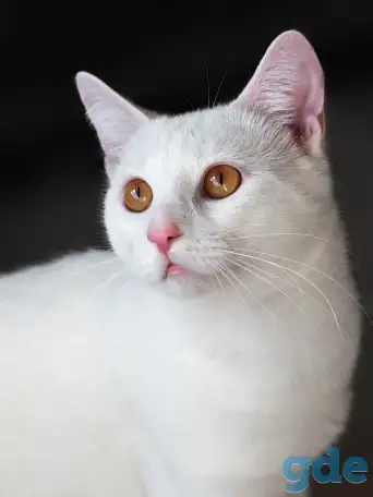 Котик в дар, фотография 3