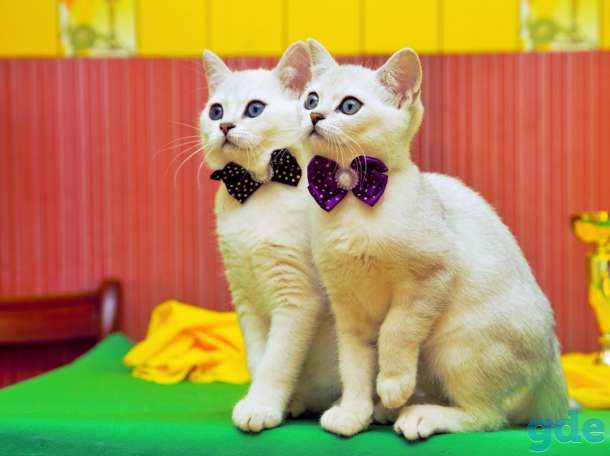 Котята британские шиншиллы, фотография 1