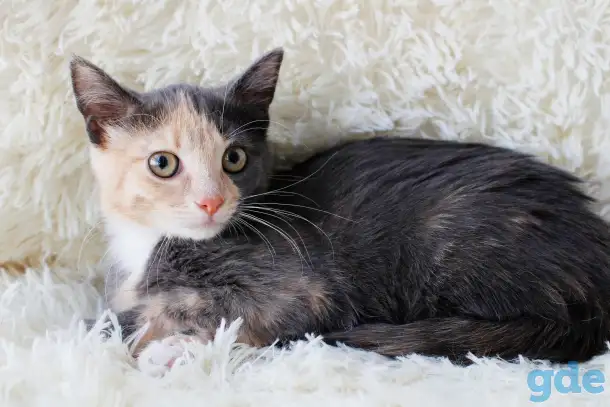 Котенок Бони, фотография 1