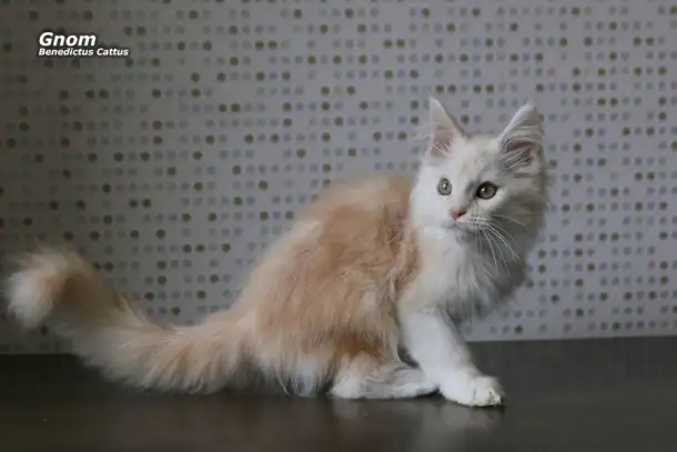 Мейн-кун котёнок  мальчик, фотография 3