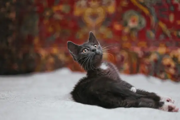 Милейший котеночек Масик мечтает найти семью!, фотография 18