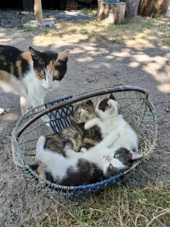 Котята в добрые руки, фотография 2