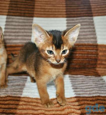 Абиссинский котенок, фотография 5