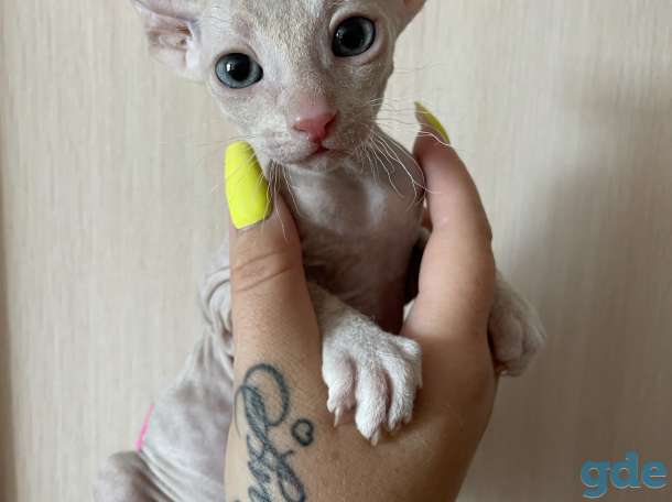Продам котят Донского сфинкса (БРАШ), фотография 1